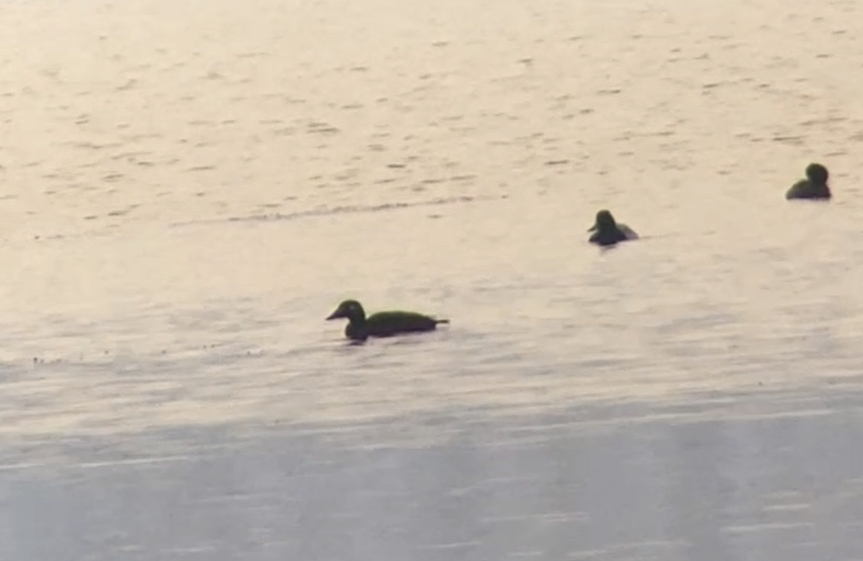 White-winged Scoter - ML646523672