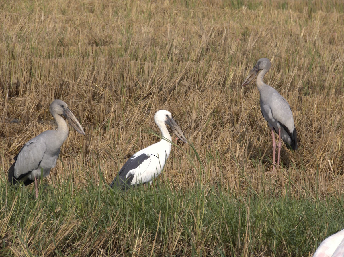Asian Openbill - ML646523680