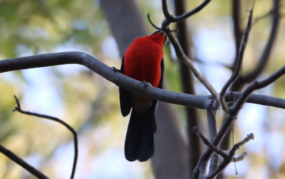 Yellow-crowned Gonolek - ML646523681