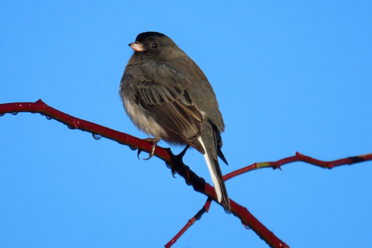 Dark-eyed Junco - ML646523683