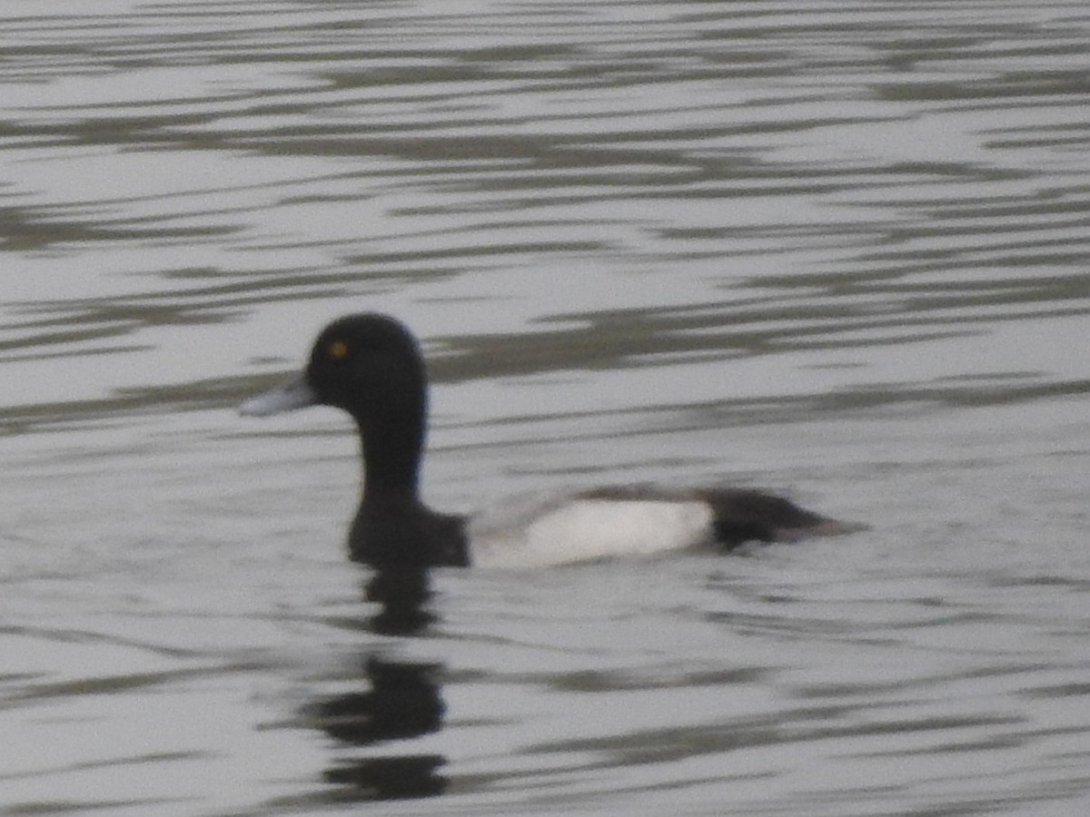 コスズガモ - ML646523688