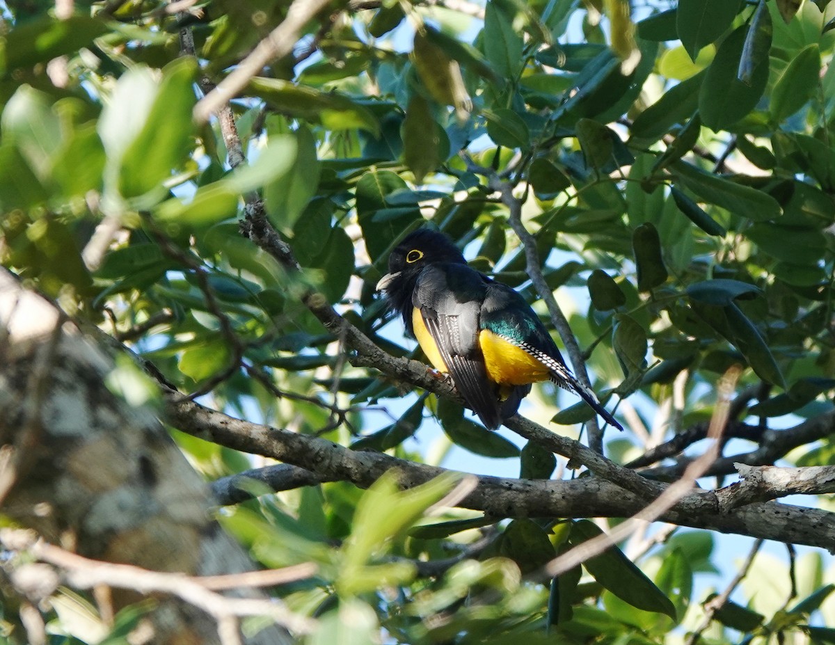 Gartered Violaceous Trogon - ML646523689