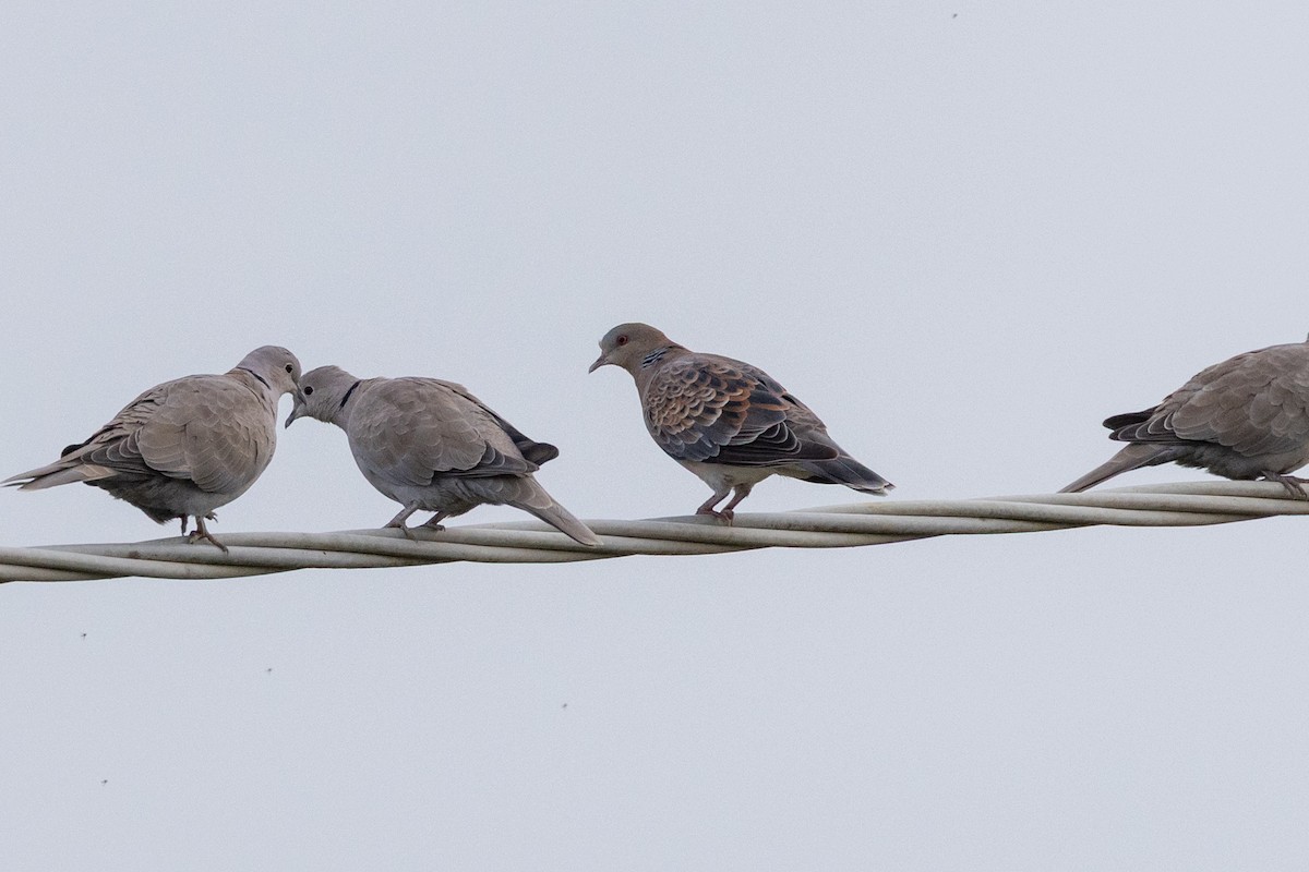 Tortora orientale - ML646523693