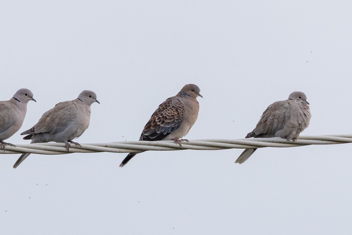 Tortora orientale - ML646523694