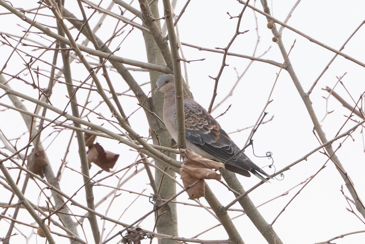 Tortora orientale - ML646523695