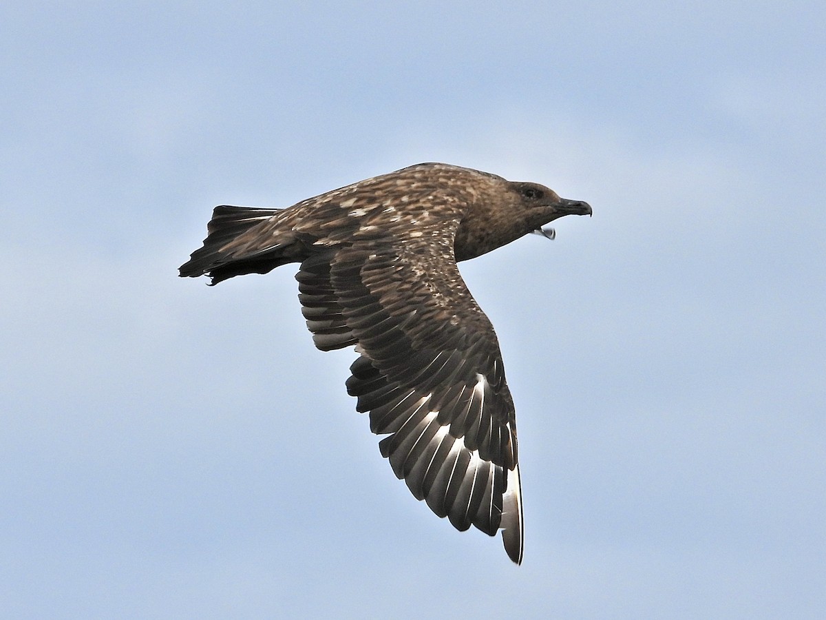 Great Skua - ML646523697