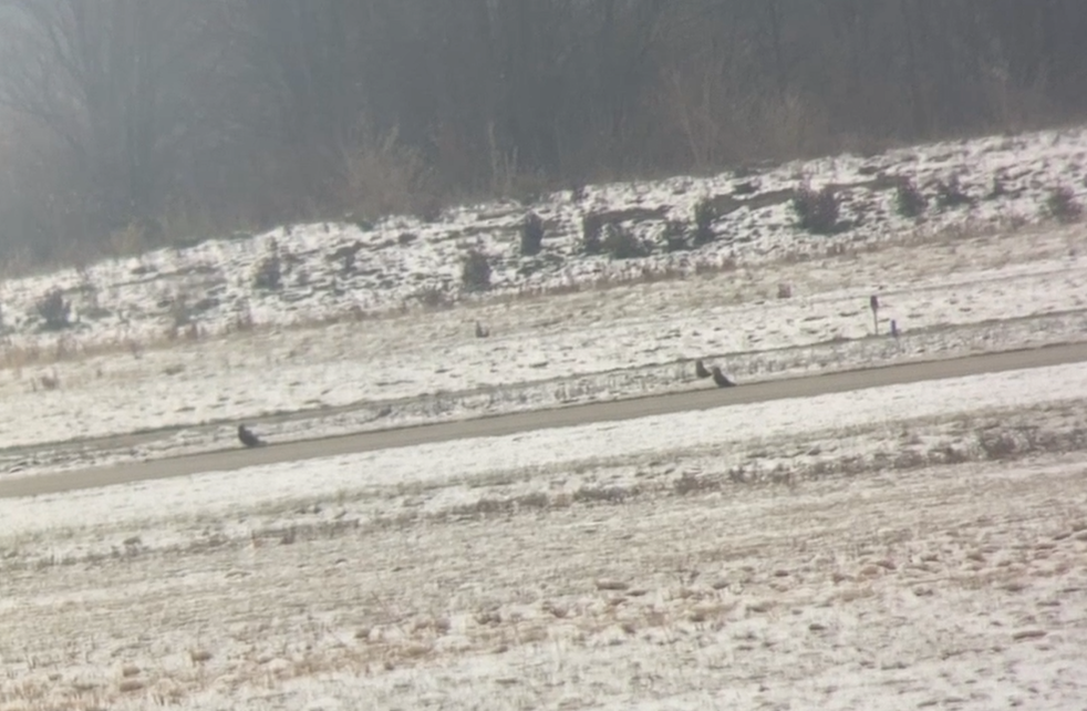 Zingira-hontza - ML646523699