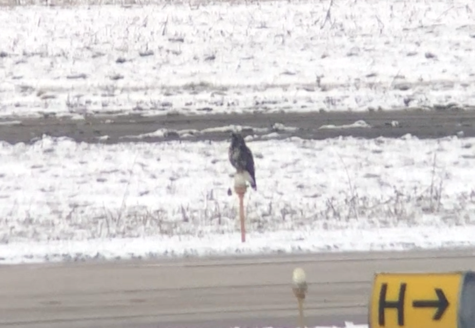 Poiana calzata - ML646523704