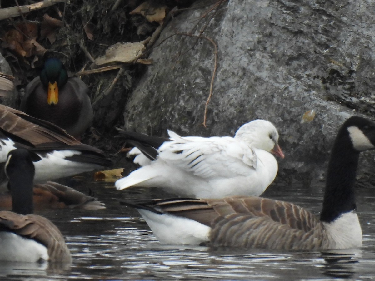 Ross's Goose - ML646523706