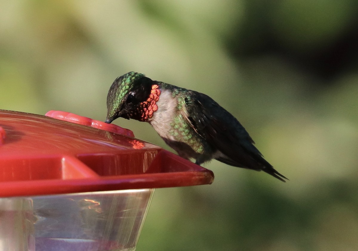 Colibrí Gorjirrubí - ML64652371