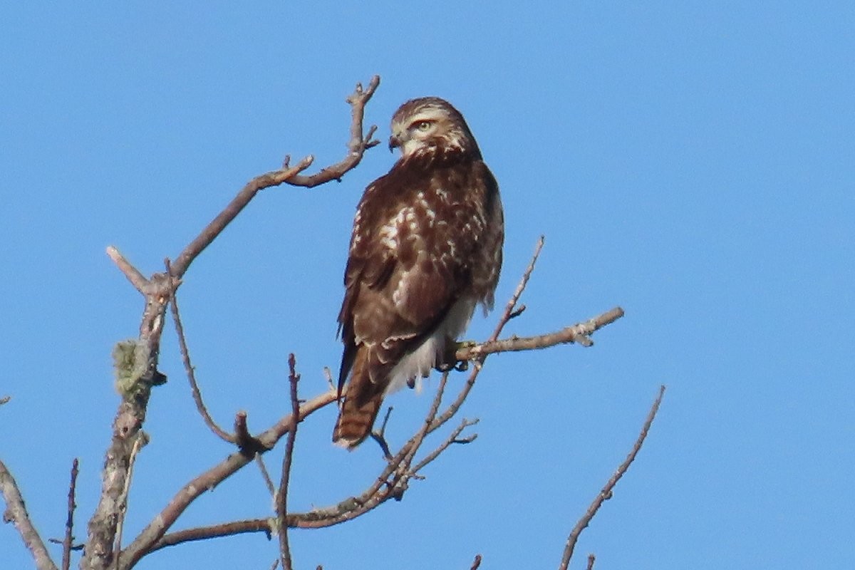 Red-tailed Hawk (borealis) - ML646523710
