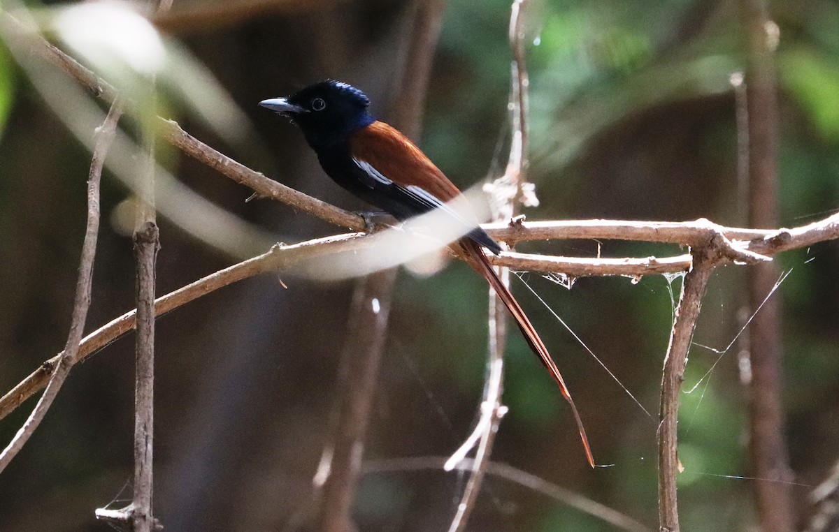 African Paradise-Flycatcher - ML646523712