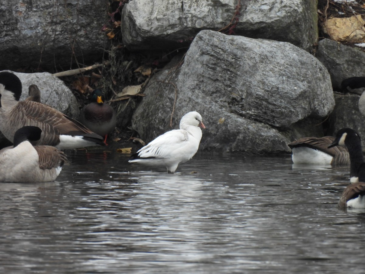 Ross's Goose - ML646523713