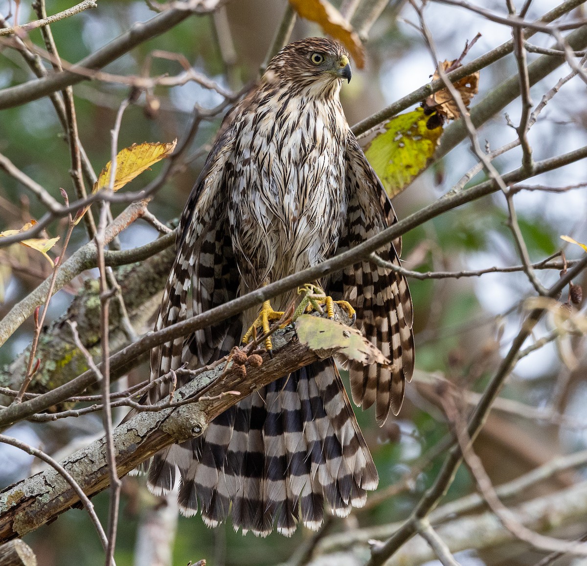 Cooper's Hawk - ML646523714