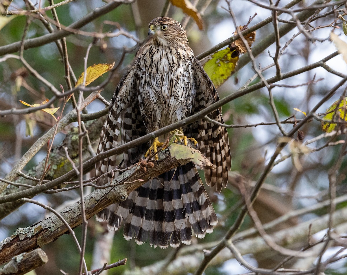 Cooper's Hawk - ML646523715
