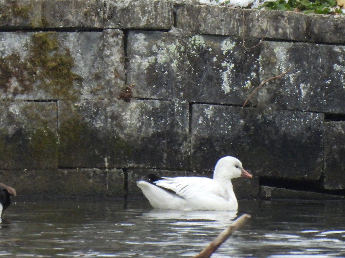 Ross's Goose - ML646523722