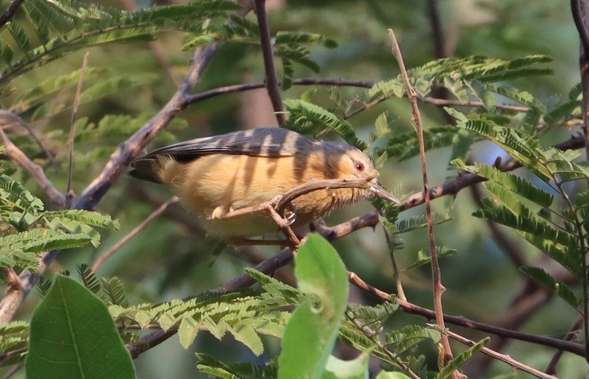 Northern Crombec - ML646523723