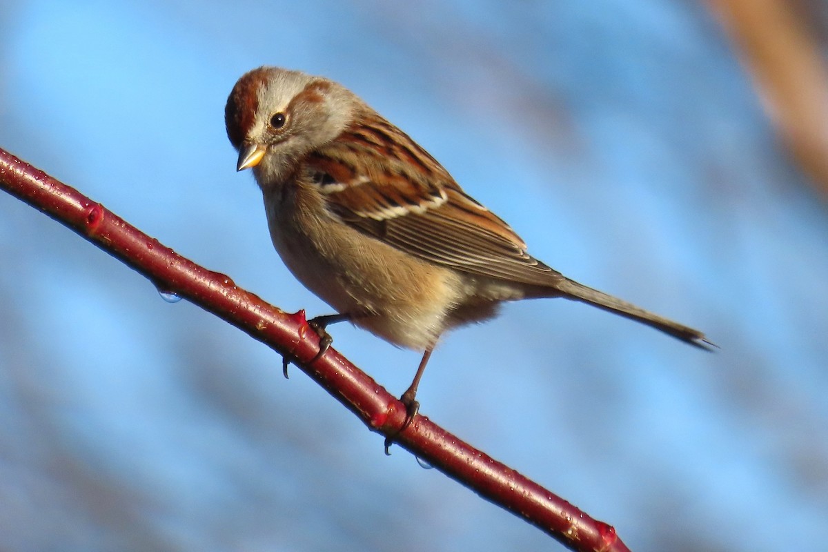 American Tree Sparrow - ML646523724