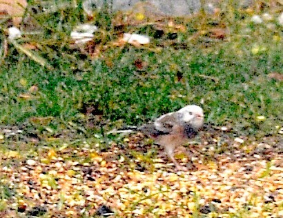 Dark-eyed Junco - ML646523727