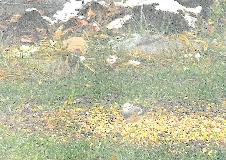 Dark-eyed Junco - ML646523728