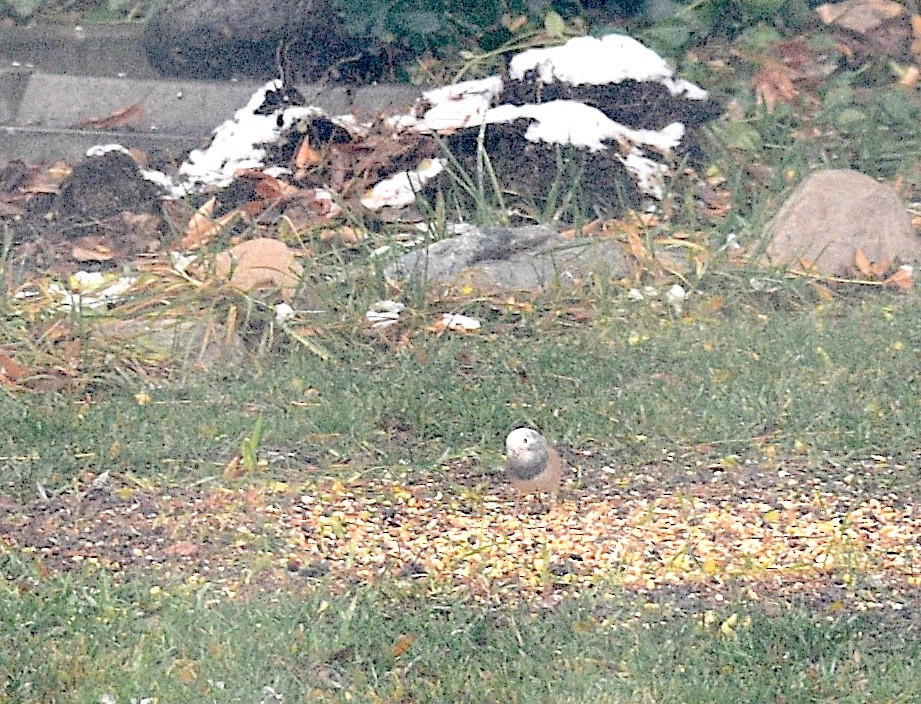 Dark-eyed Junco - ML646523729