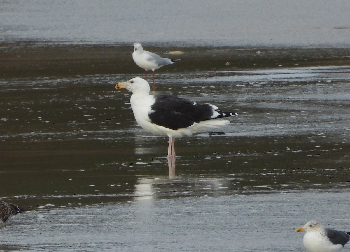 racek mořský - ML646523730