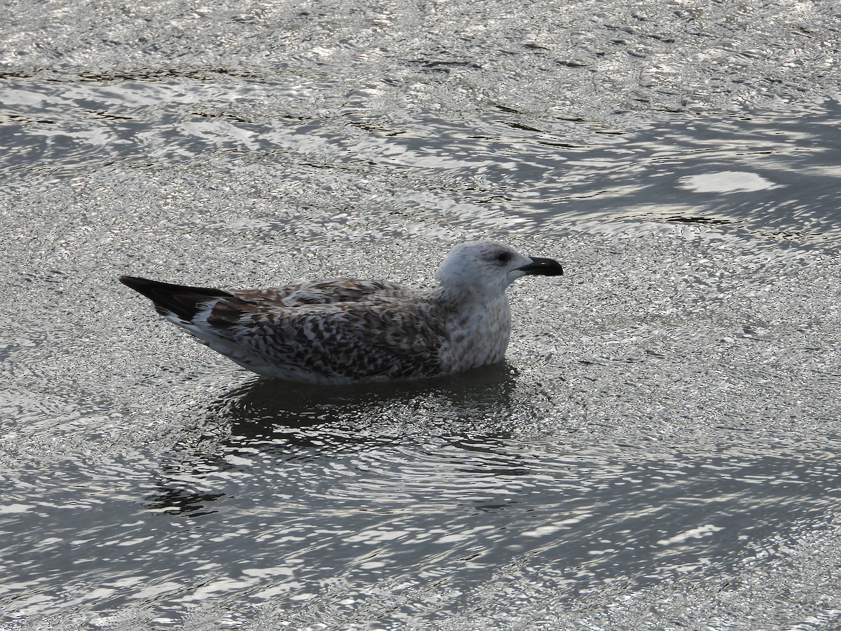 racek mořský - ML646523732