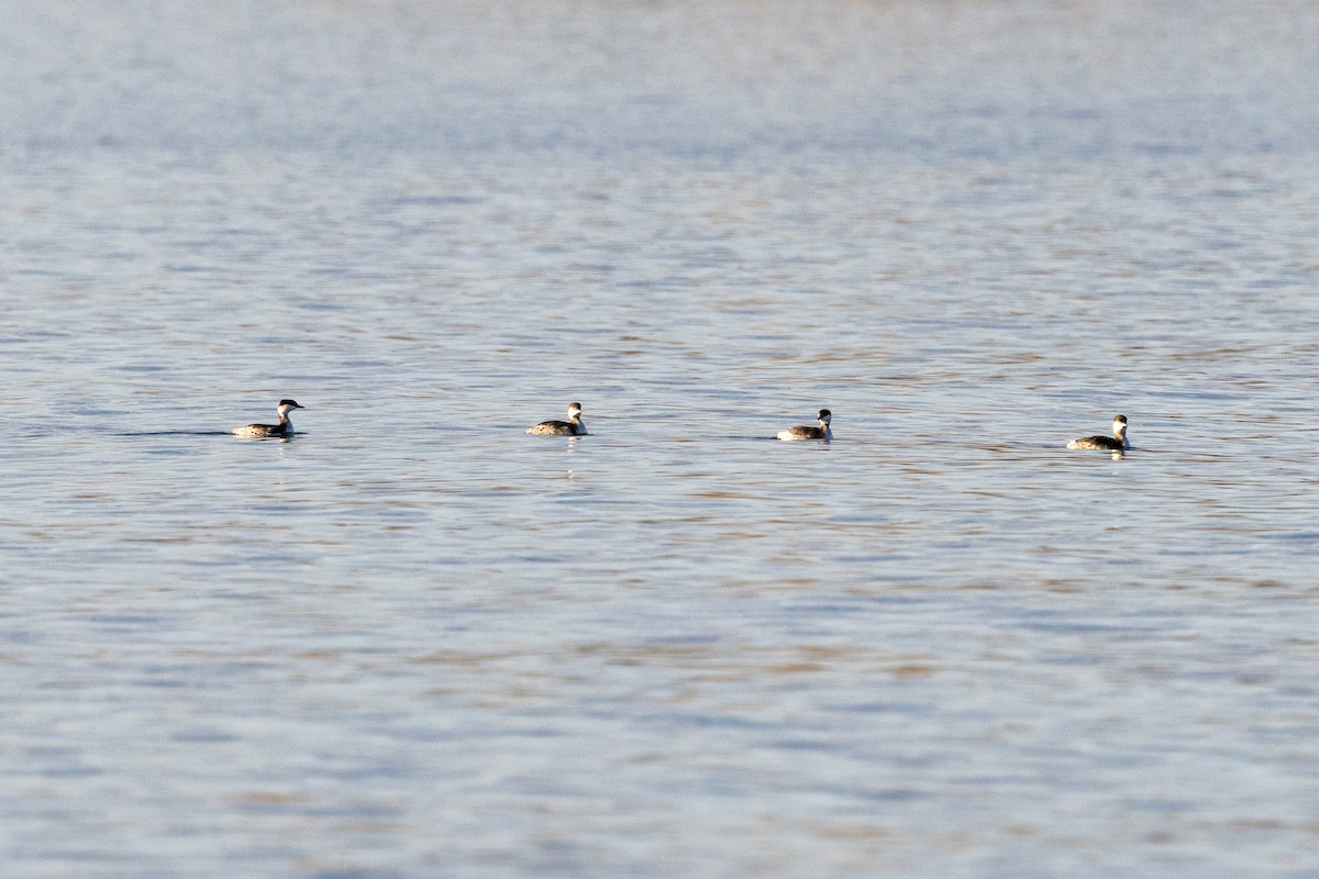 Пірникоза червоношия - ML646523758