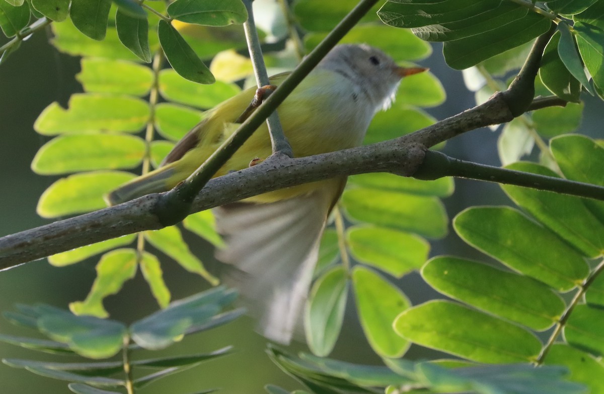 Senegal Eremomela - ML646523759