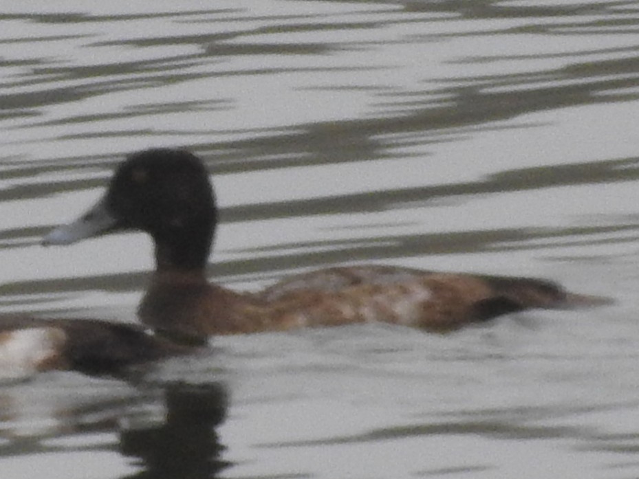 コスズガモ - ML646523760