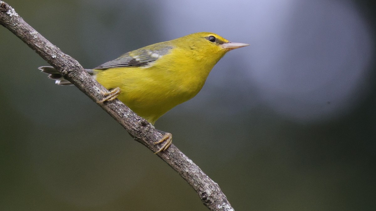 Blue-winged Warbler - ML646523763