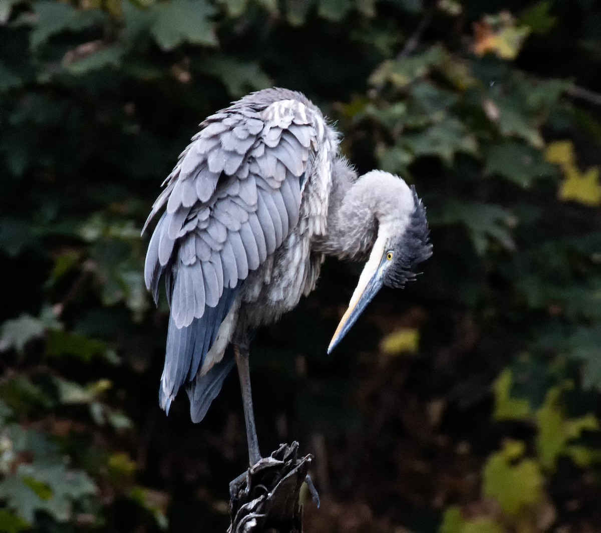 Great Blue Heron - ML646523769