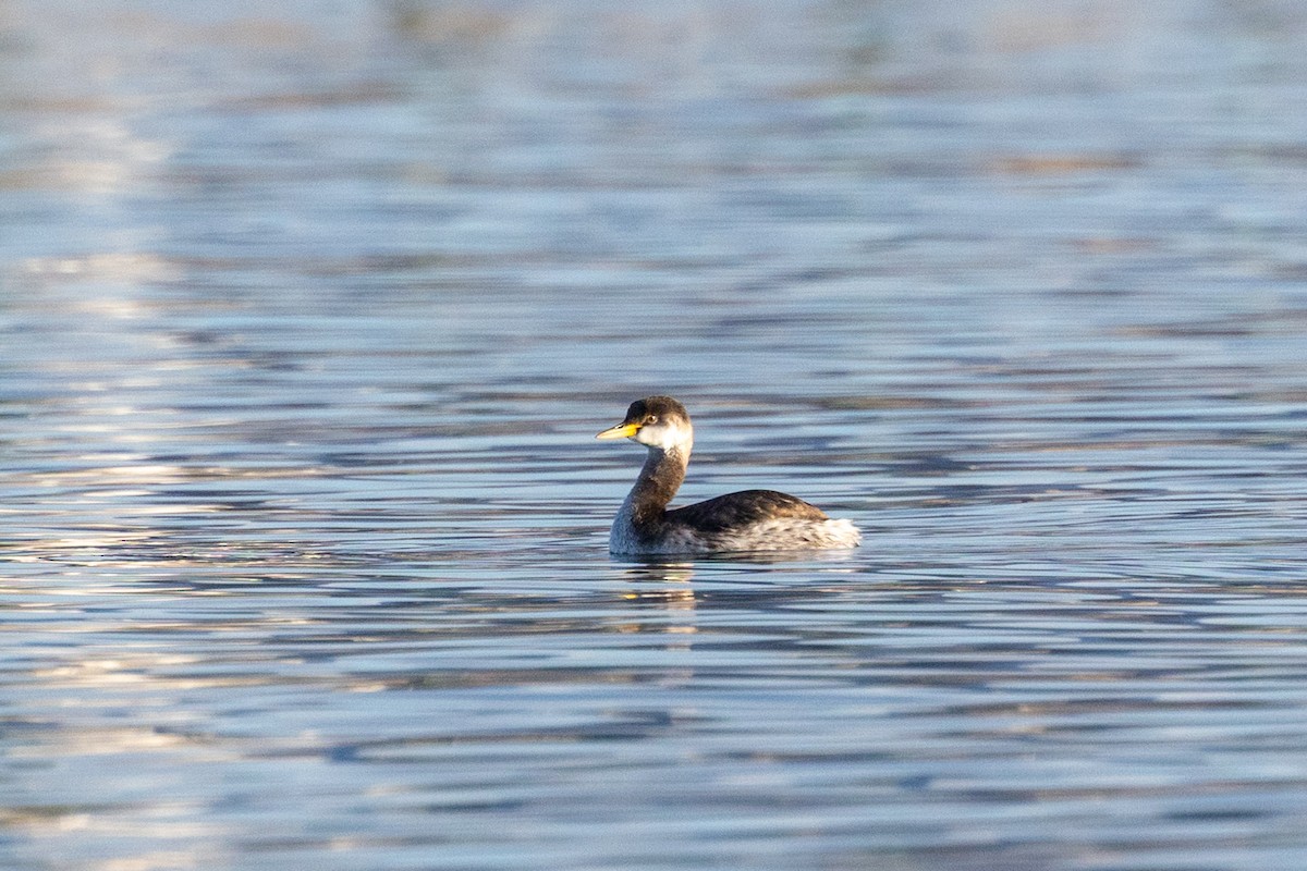 Пірникоза сірощока - ML646523770