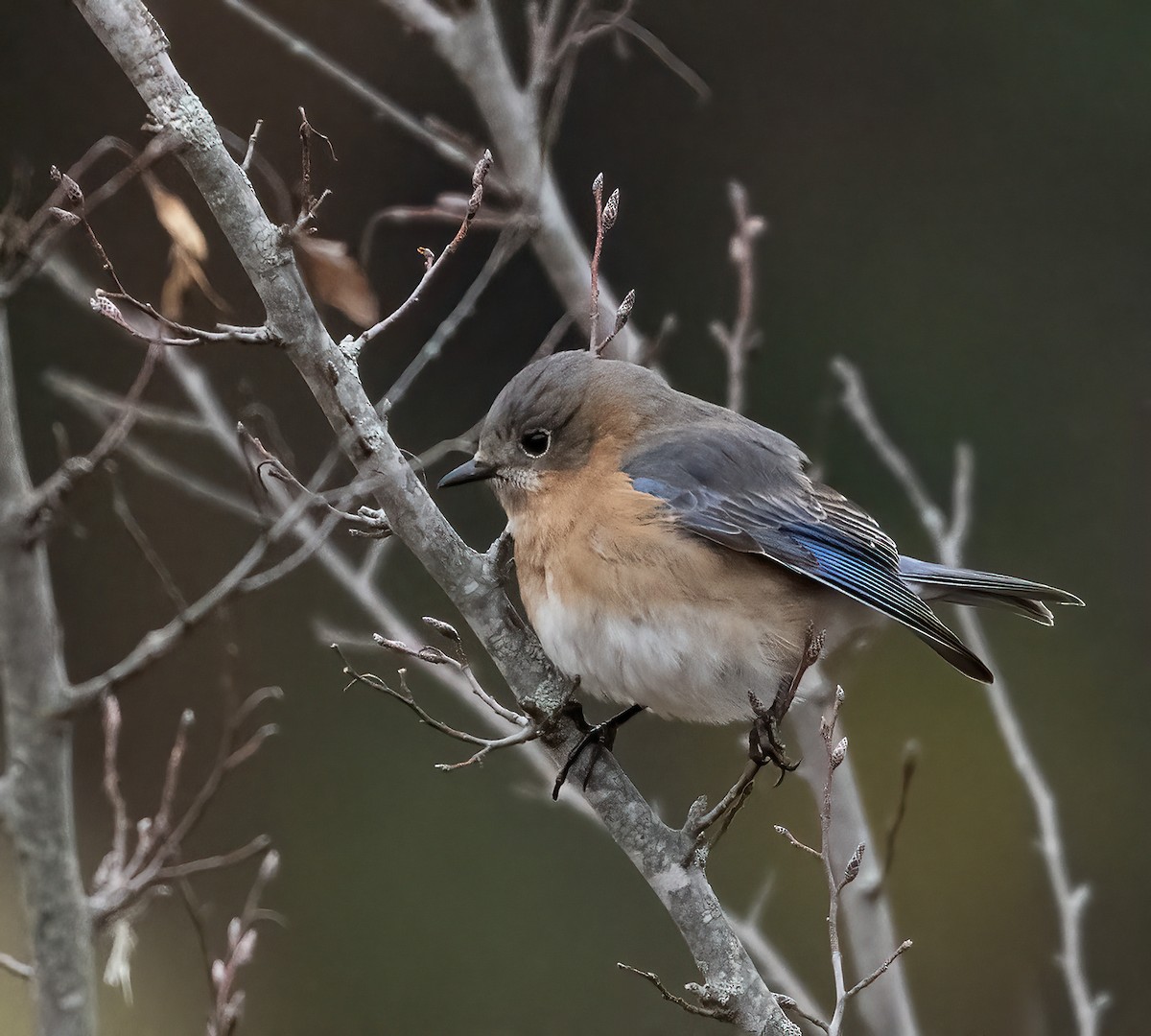 Eastern Bluebird - ML646523771
