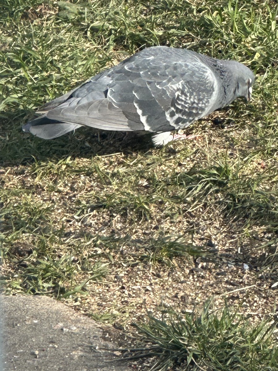 holub skalní (domácí) - ML646523773