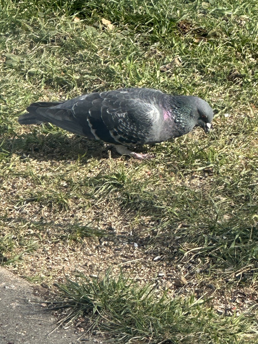 holub skalní (domácí) - ML646523775