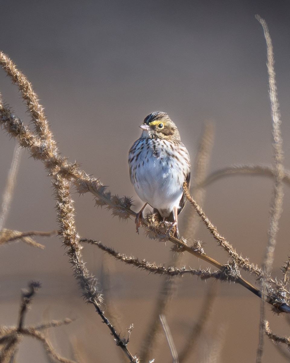 Savannah Sparrow - ML646523781