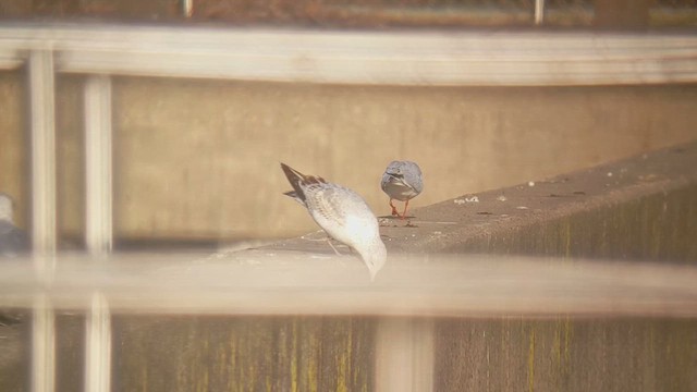 Black-headed Gull - ML646523782