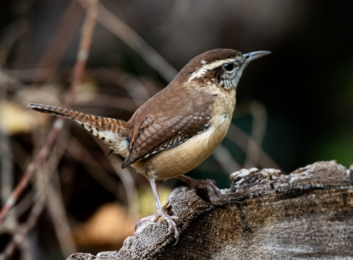Carolina Wren - ML646523783