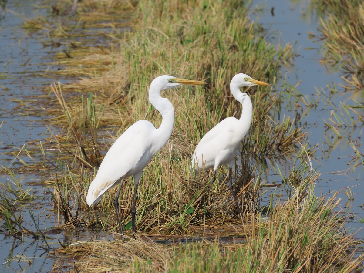 Medium Egret - ML646523784
