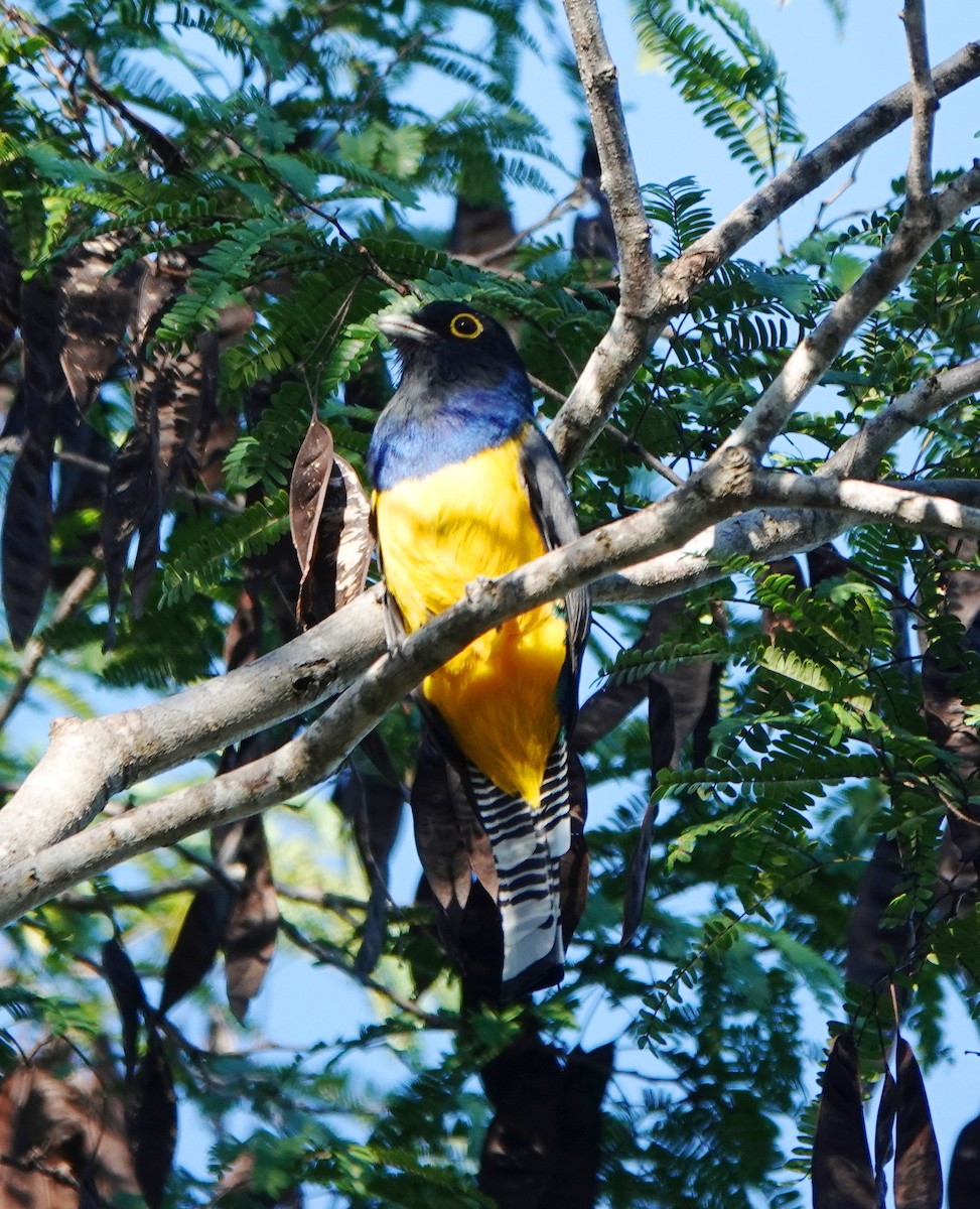 Gartered Violaceous Trogon - ML646523787