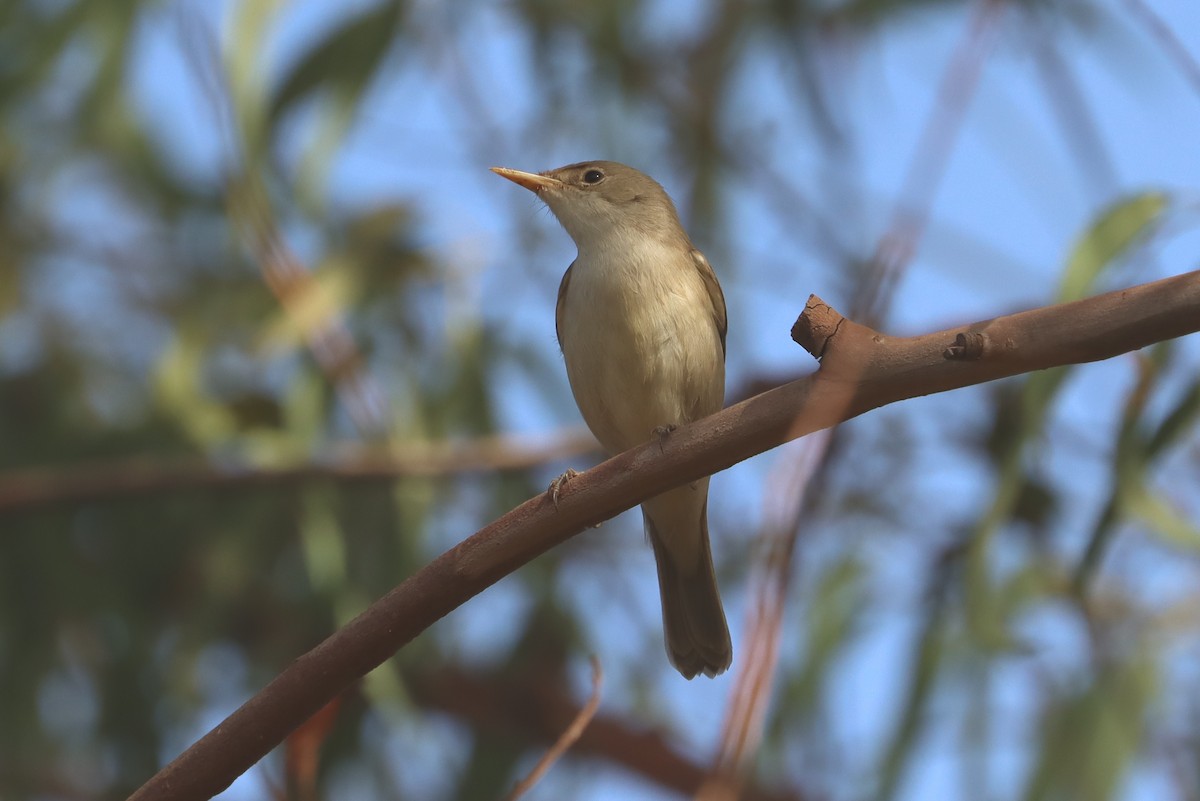Western Olivaceous Warbler - ML646523788