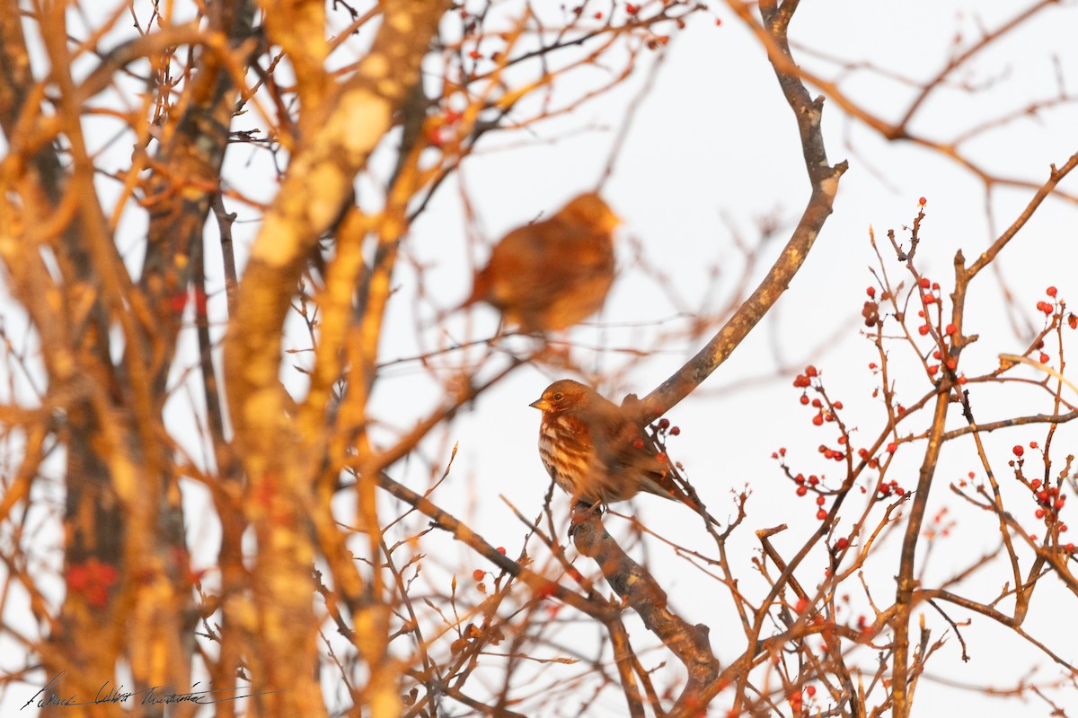 Fox Sparrow (Red) - ML646523794