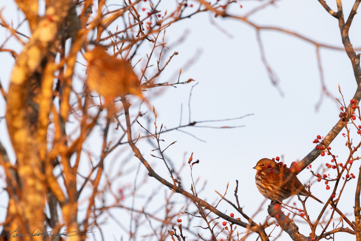 Fox Sparrow (Red) - ML646523795