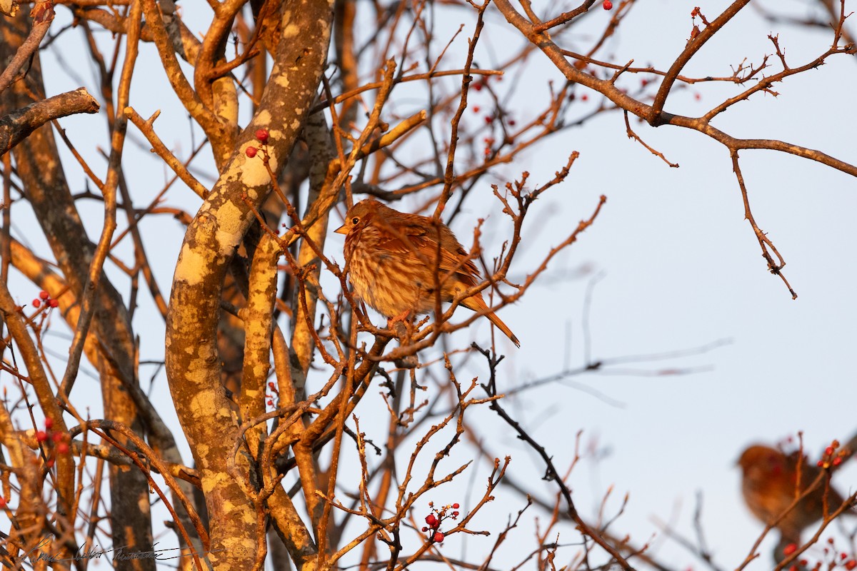 Fox Sparrow (Red) - ML646523796
