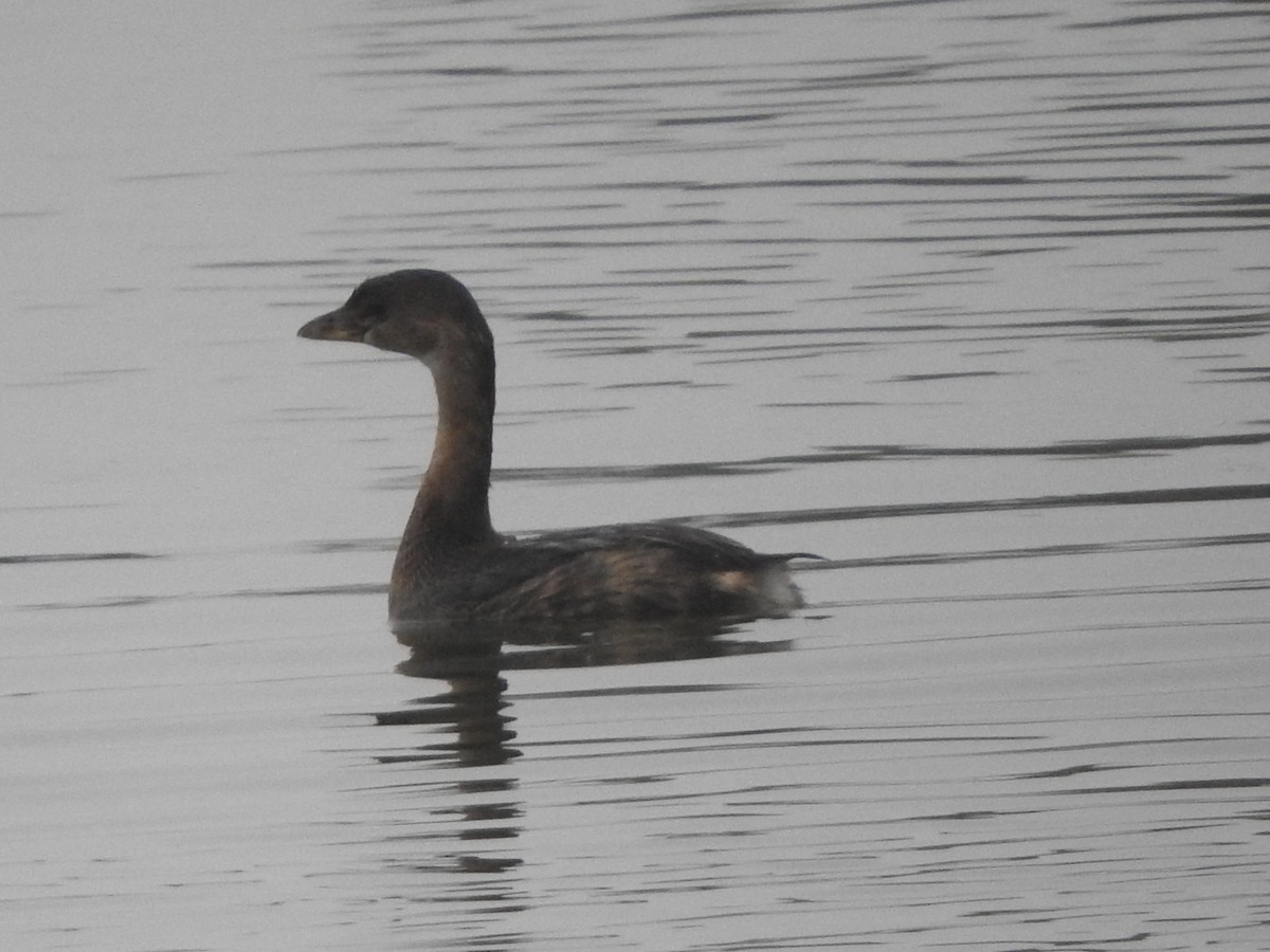 Pied-billed Grebe - ML646523804