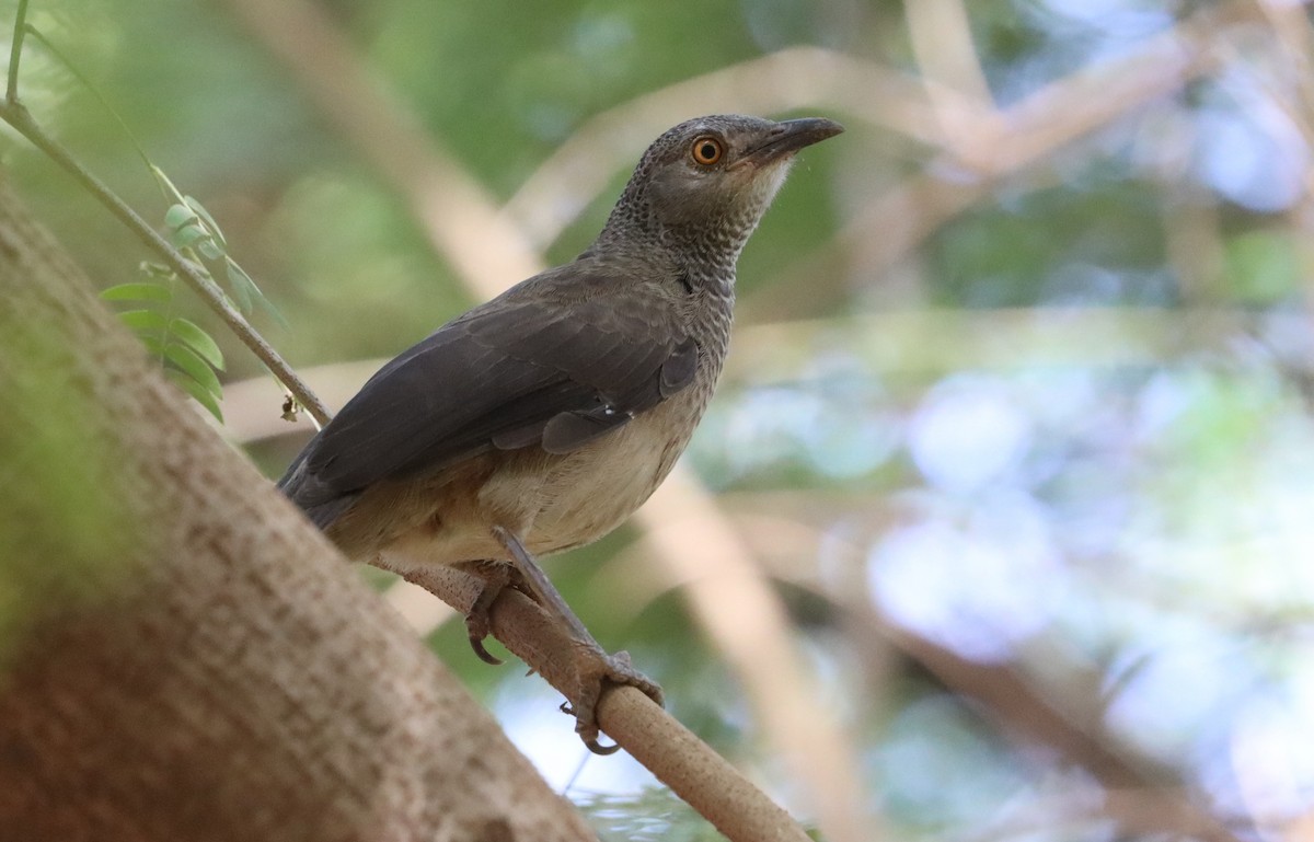 Brown Babbler - ML646523806