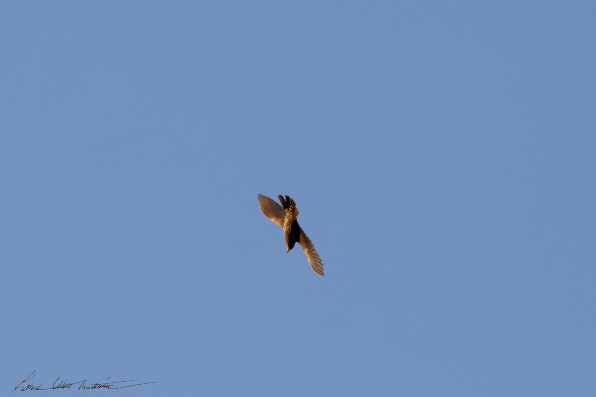 Red-winged Blackbird - ML646523807