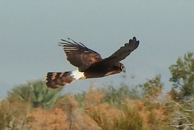 Northern Harrier - ML646523811