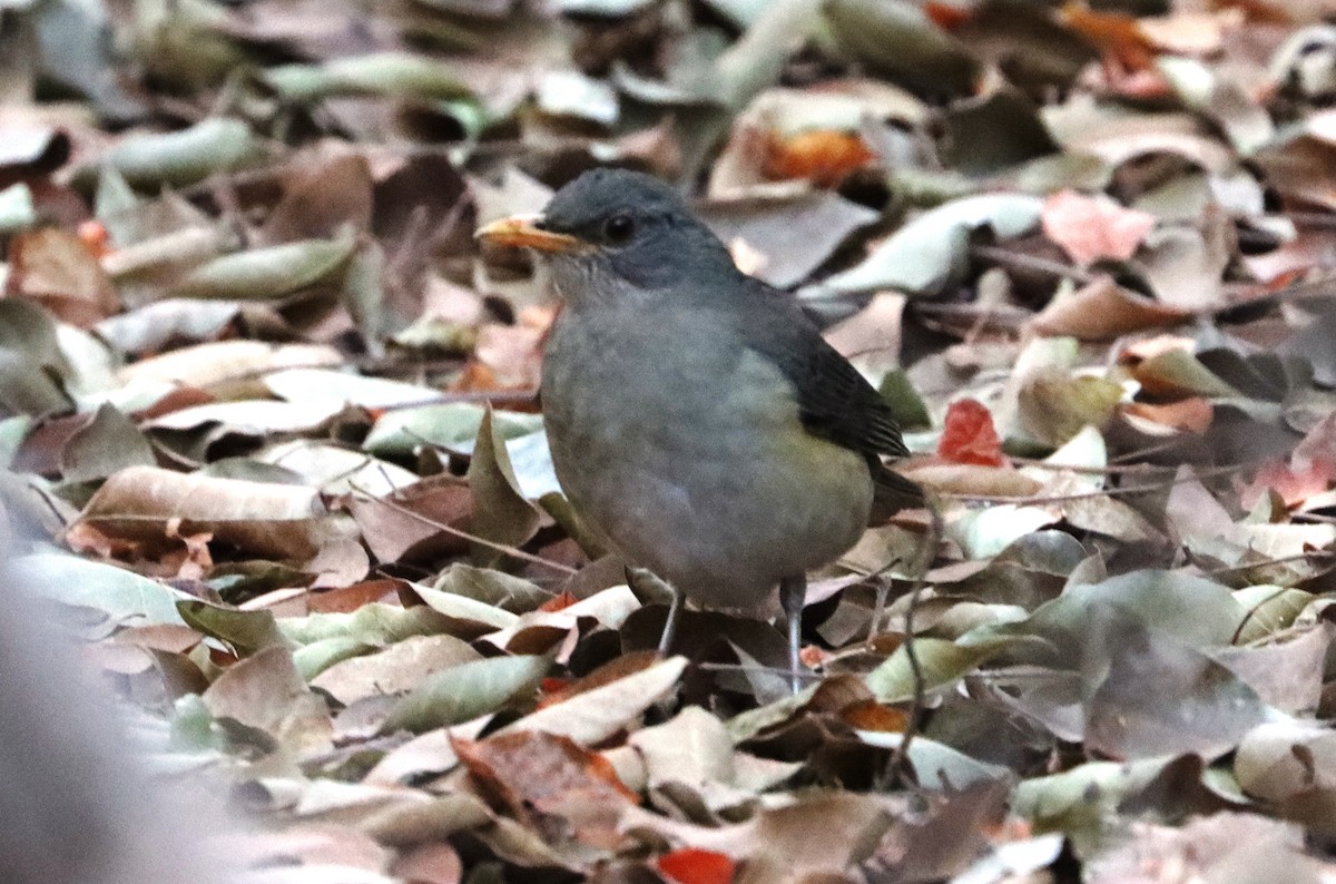 African Thrush - ML646523813